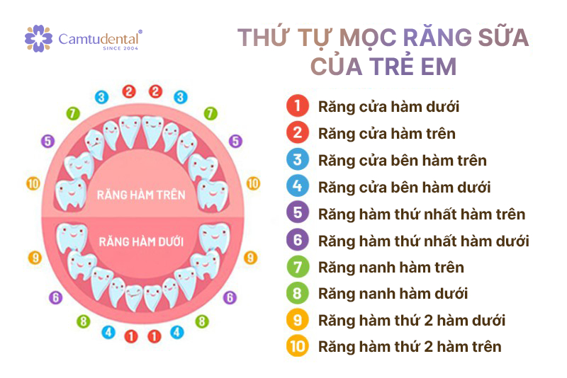 Những điều cần biết trước khi nhổ răng sữa cho trẻ 2 thứ tự mọc răng sữa của trẻ em