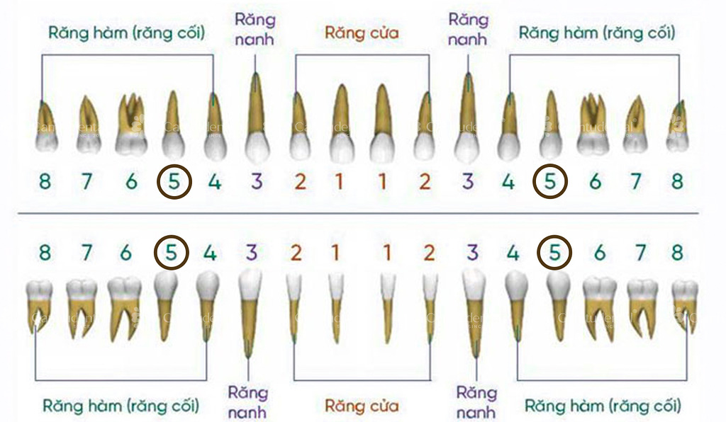 sơ đồ nhận biết răng số 5